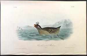 467 Audubon Octavo 1st Edition Curled-crested Phaleris