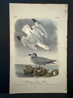448 Audubon Octavo 1st Edition Herring or Silvery Gull