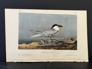 431 Audubon Octavo 1st Edition Sandwich Tern
