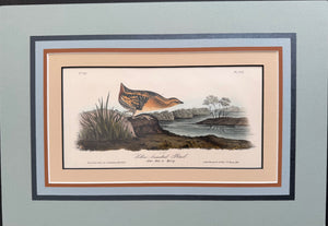 307 Audubon Original Octavo Yellow Breasted Rail, 1st edition, matted