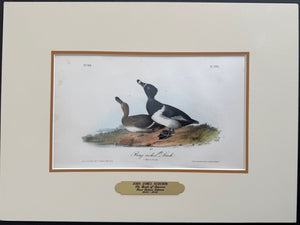398 Audubon Original Octavo Ring-necked Duck,1st edition, matted