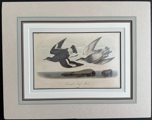 322 Audubon Original Octavo Townsend's Surf Bird, 2nd edition, matted