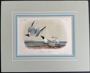 442 Audubon Original Octavo Bonaparte's Gull, 2nd edition, matted