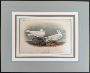 445 Audubon Original Octavo Ivory Gull, 2nd edition, matted