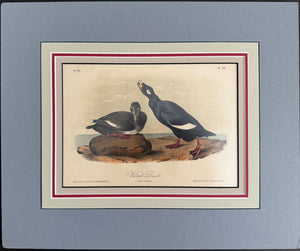 401 Audubon Original Octavo Velvet Duck, 2nd edition,  matted