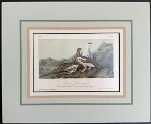 301 Audubon Original Octavo Rock Ptarmigan, 2nd edition, matted