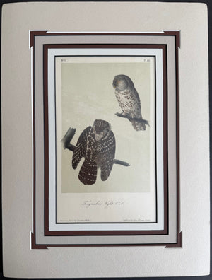 30 Audubon Original Octavo Columbian Day Owl. 2nd edition matted