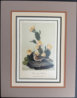 Audubon Original Octavo Bay Winged Bunting plate 159, 2nd edition, matted