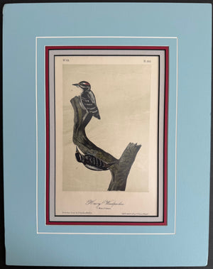 262 Audubon Original Octavo Hairy Woodpecker, 2nd edition, matted