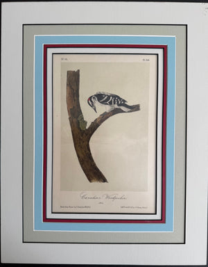 258 Audubon Original Octavo Canadian Woodpecker, 2nd edition, matted
