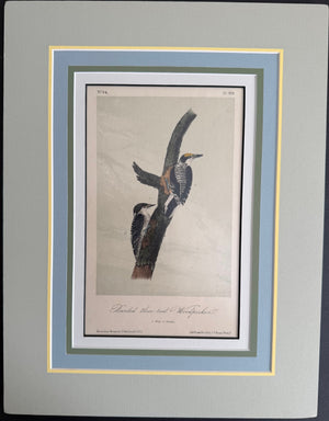 269 Audubon Original Octavo Banded Three-toed Woodpecker, 2nd edition, matted