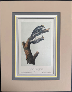 259 Audubon Original Octavo Phillips Woodpecker, 2nd edition, matted