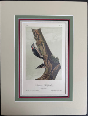 261 Audubon Original Octavo Harris's Woodpecker, 2nd edition, matted