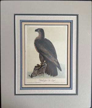 Audubon Original Octavo Washington Sea Eagle plate 13, 2nd edition, matted