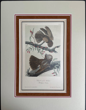 41 Audubon Original Octavo Chuck Will's Widow, 2nd edition, matted
