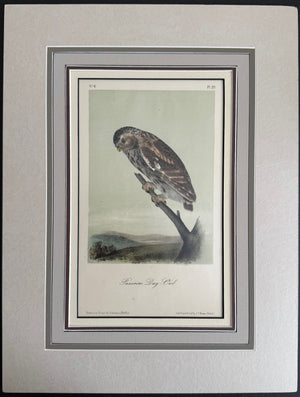 29 Audubon Original Octavo Passerine Day Owl. 2nd edition, matted