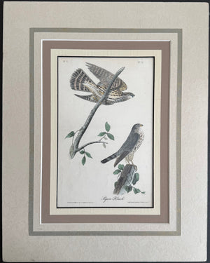 21 Audubon Original Octavo Pigeon Hawk, 2nd edition, matted