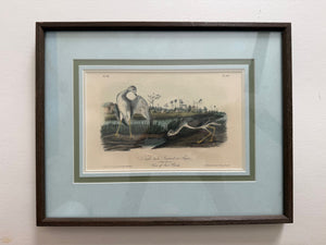 Plate 345, Tell-tale Godwit or Snipe, Audubon Octavo 2nd edition, framed