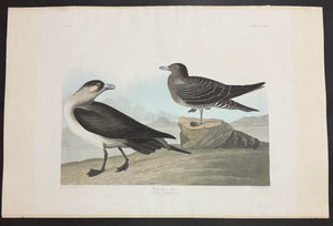 Original Audubon Havell Richardsons Jager, Plate 272