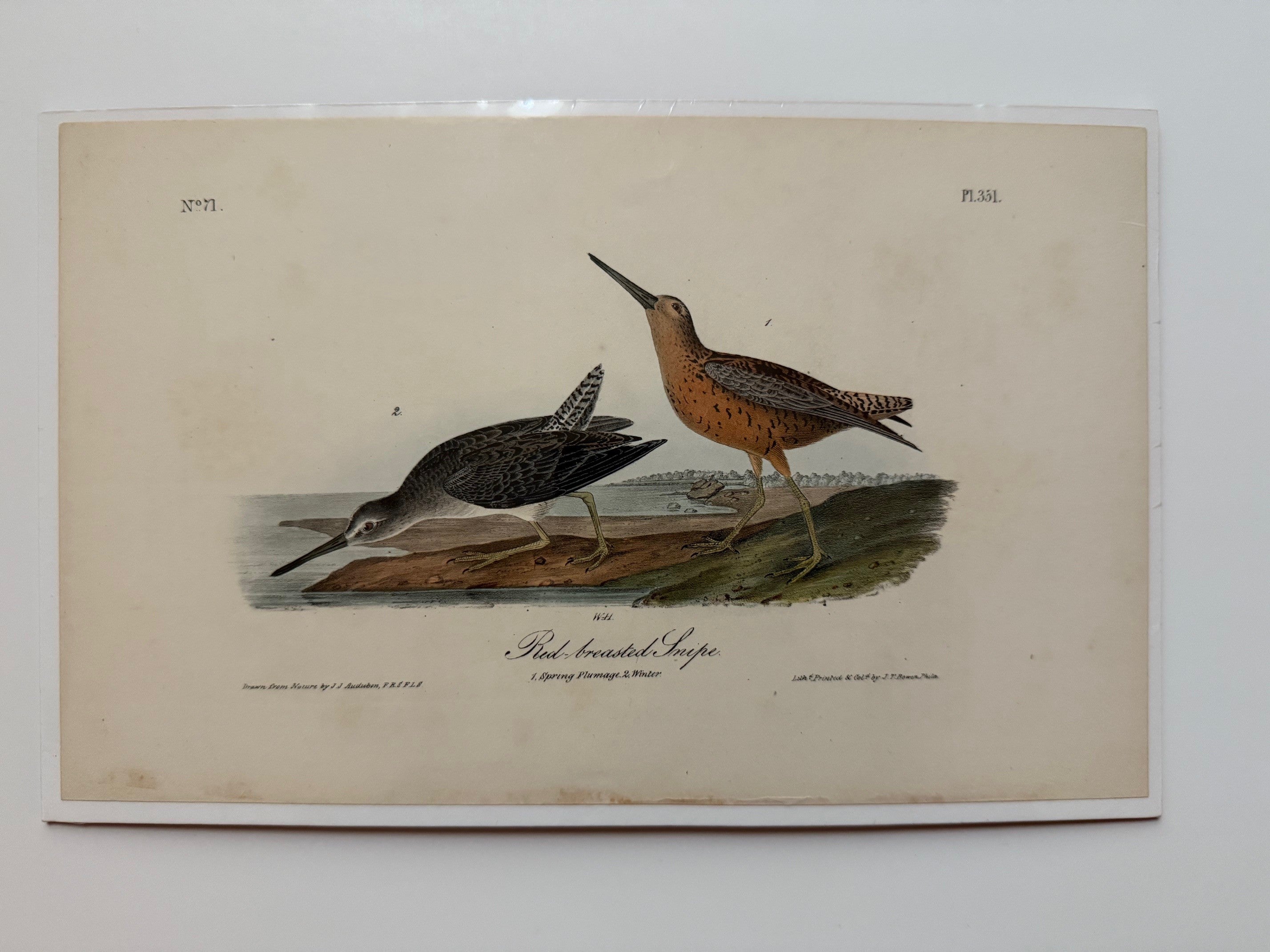 Original Audubon 1st Edition number 71, plate 351, Red-breasted Snipe ...
