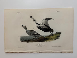 Original Audubon 1st Edition number 80, plate 400, Pied Duck