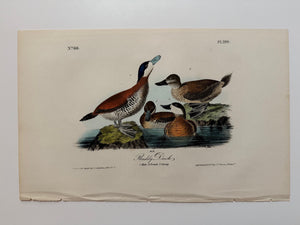 Original Audubon 1st Edition number 80, plate 399, Ruddy Duck
