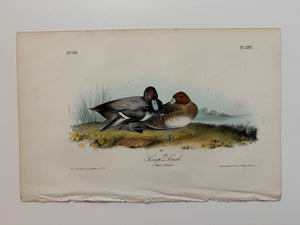 Original Audubon 1st Edition number 80, plate 397, Scaup Duck