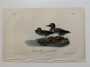 Original Audubon 1st Edition number 79, plate 392, Green-winged Teal