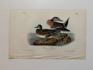 Original Audubon 1st Edition number 78, plate 389, American Widgeon