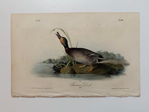 Original Audubon 1st Edition number 78, plate 387, Brewers Duck