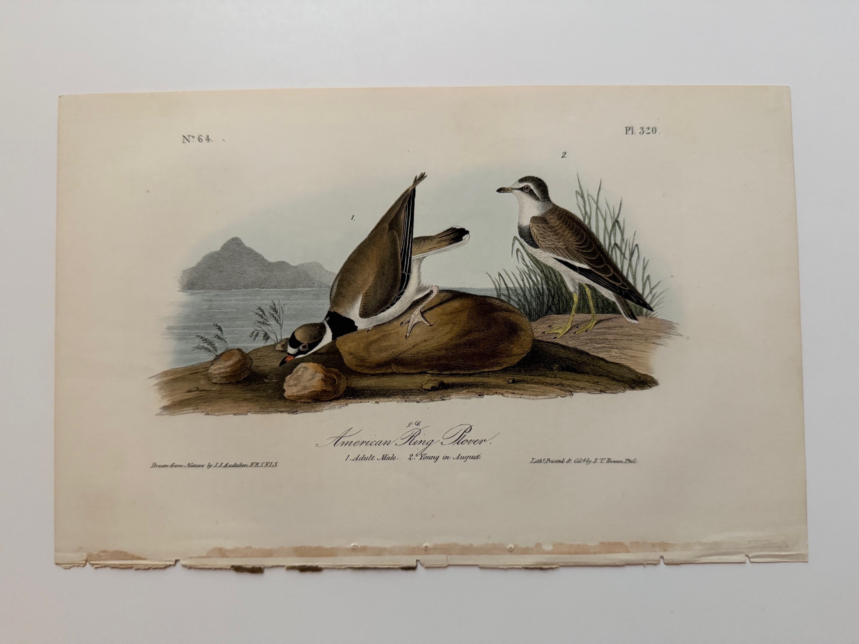 Original Audubon 1st Edition number 64, plate 320, American Ring Plove ...