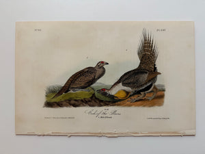 Original Audubon 1st Edition number 60, plate 297, Cock of the Plains