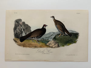 Original Audubon 1st Edition number 59, plate 295, Dusky Grous