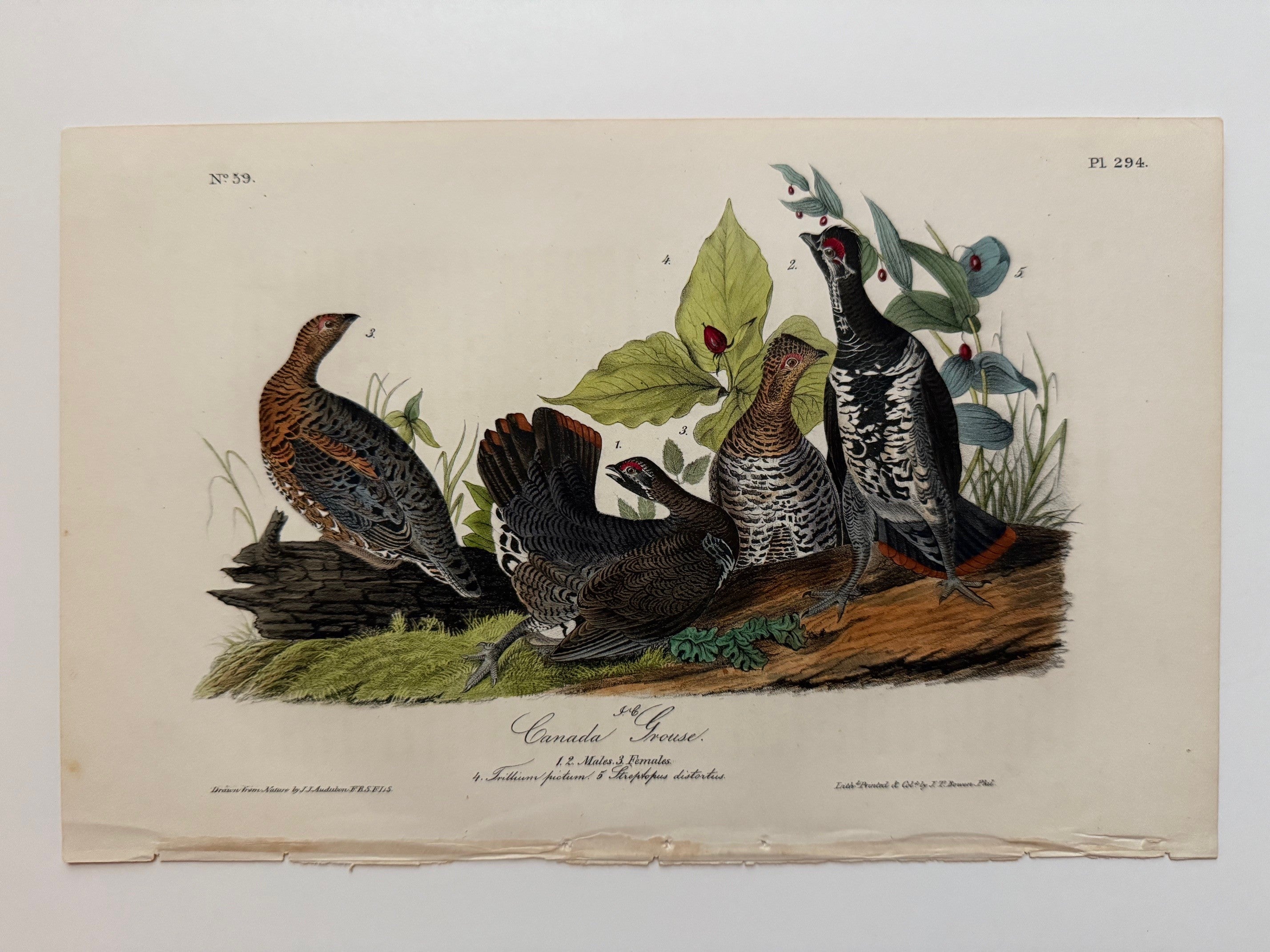 Original Audubon 1st Edition number 59, plate 294, Canada Grous ...