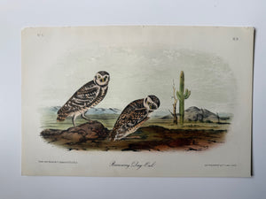 Original Audubon 2nd Edition octavo number 7, plate 31, Borrowing Day-Owl