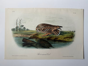 Original Audubon 2nd Edition octavo number 8, plate 38, Short-eared Owl