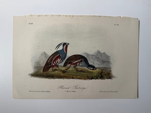 Original Audubon 2nd Edition octavo number 59, plate 291, Plumed Partridge