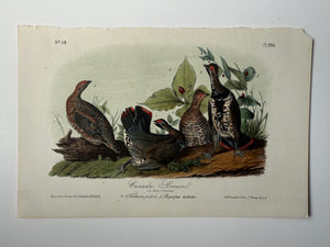 Original Audubon 2nd Edition octavo number 59, plate 294, Canada Grouse