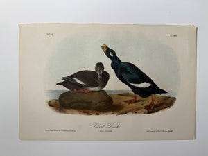 Original Audubon 2nd Edition octavo number 81, plate 401, Velvet Duck