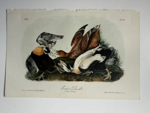 Original Audubon 2nd Edition octavo number 81, plate 405, Eider Duck