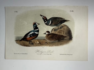 Original Audubon 2nd Edition octavo number 82, plate 409, Harlequin Duck