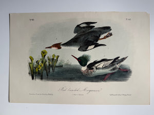 Original Audubon 2nd Edition octavo number 83, plate 412, Red-breasted Merganser