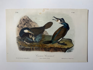 Original Audubon 2nd Edition octavo number 83, plate 415, Common Cormorant