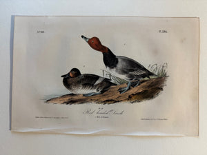 Original Audubon 1st Edition Octavo Red-headed Duck, plate 396