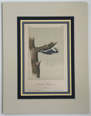265 Audubon Original Octavo Audubon's Woodpecker, matted