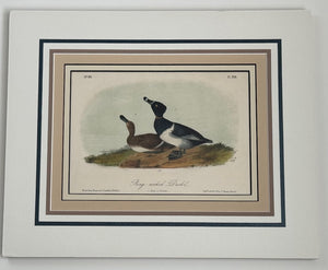 398 Audubon Original Octavo Ring-necked Duck 2nd edition, matted