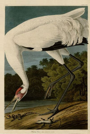 Whooping Crane