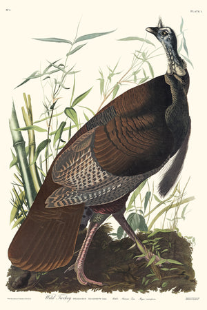 Wild Turkey