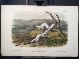Lord-Hopkins Collection - Little Nimble Weasel