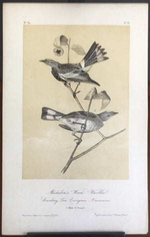 Audubon Octavo Audubon’s Wood Warbler, plate 77, uncolored test sheet, tinted. 7 x 11